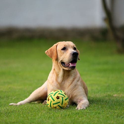 Labrador retriever lying with ball on grass. Dog play with ball